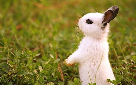世界上最“自作多情”的宠物，兔子假怀孕你听说过吗 - 2