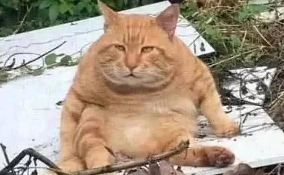 橘猫吃成过度肥胖，被主人强行送回乡下，2月后去再看它瞬间无语 - 2