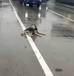 二哈在马路上被撞，躺在雨地里惆怅，狗：快救救本哈…… - 4