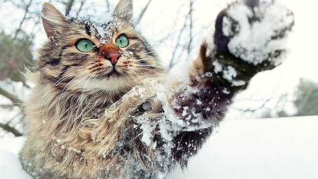 冬季三大不怕冷的猫, 布偶猫上榜, 第一种抗寒能力超强 - 1