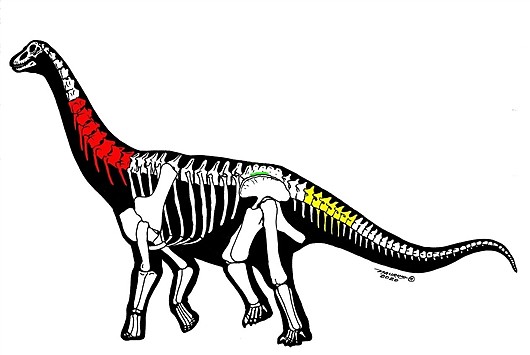新疆哈密翼龙动物群中首次发现大型恐龙化石 - 2