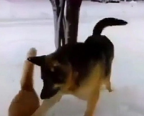 狗狗环顾四周没人，把橘猫的头摁进雪地里就跑，走前还亲了它一下 - 2
