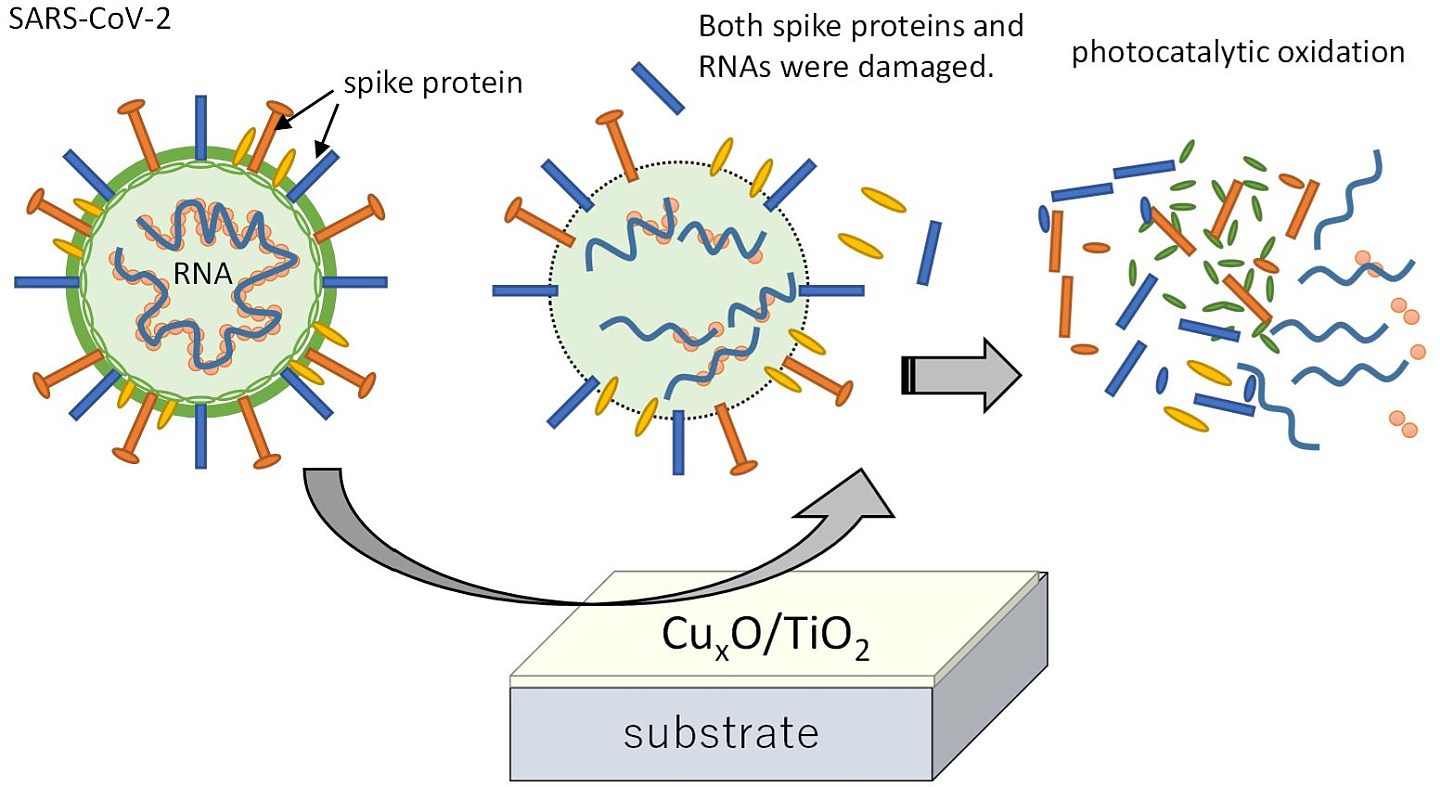 新型光催化剂抗病毒涂层被发现对各种COVID-19变种有效 - 3