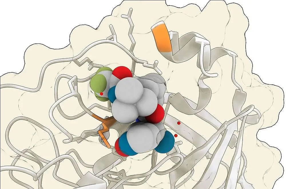 图：V. ALTOUNIAN/科学，数据：RCSB 蛋白质数据库，ID 7U28