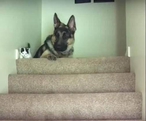 小猫不会爬楼梯，转头向前辈求救，大狼狗的反应颠覆惯性思维 - 2
