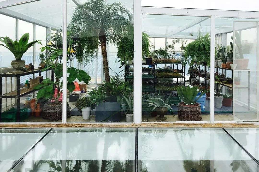 北京夫妻两年无收入，造1500㎡植物园：跟一草一木学做人 - 8