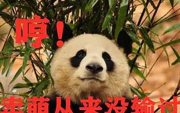 熊猫跟江左梅梅撒娇，画面让她直呼投降，网友：梅梅你也有今天！ - 3