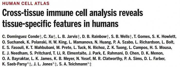 迄今最全泛组织人体单细胞图谱绘成 中国专家怎么看？ - 6