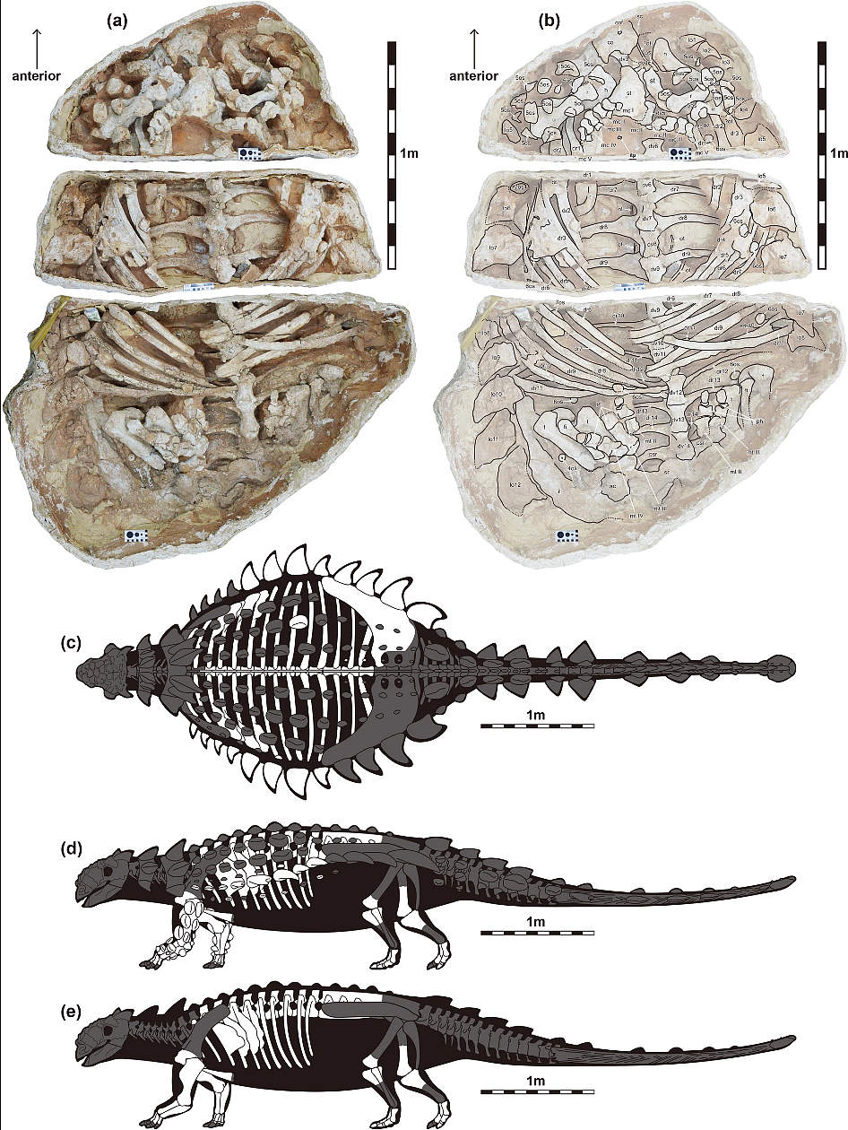 研究人员新发现的史前甲龙可能具备挖掘能力 - 2