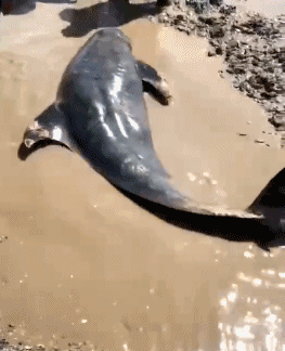 12 头疑似鲸豚搁浅浙江海域 ：2 只已死亡、还在全力救援中 - 1