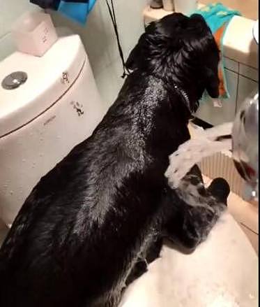 主人给黑狗洗澡，当水淋湿狗狗全身，流出来的水让他崩溃！ - 1