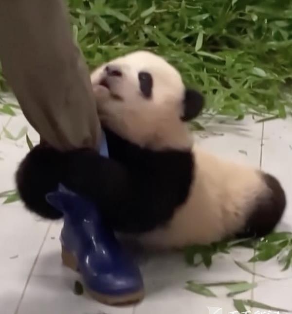 旅韩熊猫幼崽“福宝”初长成！还是超黏人小可爱 - 2