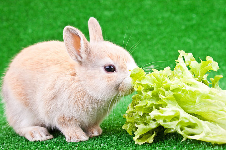 兔子吃什么牌子的兔粮好 - 4