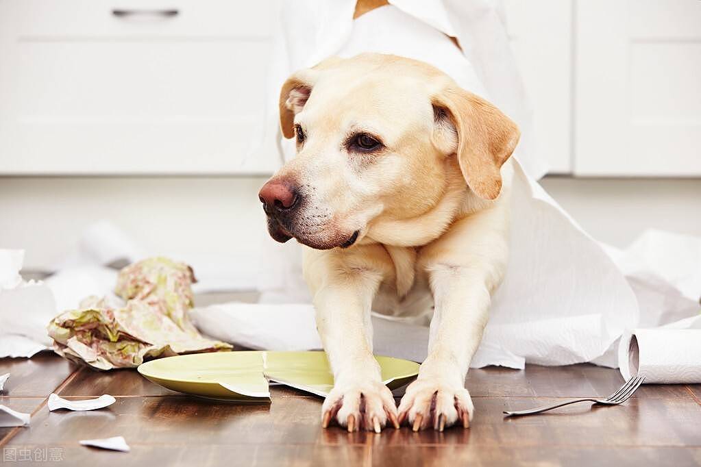 宠物托运知识|狗狗的五种常见呕吐情况，以及处理方法~ - 1