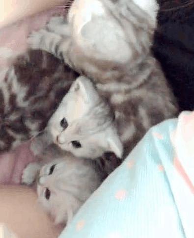 猫妈妈看到主人睡得很晚，所以他把小猫放到床上：帮我抱宝宝！ - 2