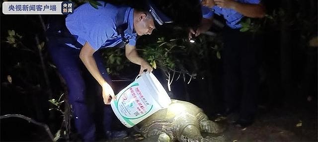 三亚红树林发现200斤患病巨龟：身体虚弱无法爬行、还留着眼泪 - 1