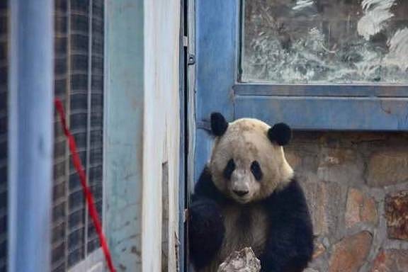 调皮熊猫称挖煤弄脏身体，想蹭会给饲养员被识破后，只能乖乖认错 - 3