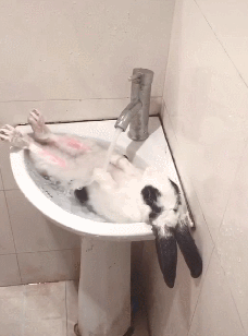 网友给兔子洗澡，非但没反抗还泡起了热水澡，感觉活成了人的模样 - 4
