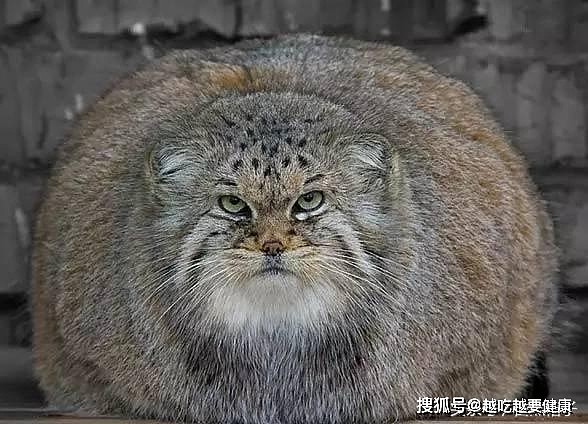 胖成球的猫科动物：老虎像充满气，云豹看不到脖子，猫咪比人还大 - 4
