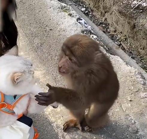 四川女子带猫出门遇小猴子，随后猴子一个举动让网友表示“有爱” - 3