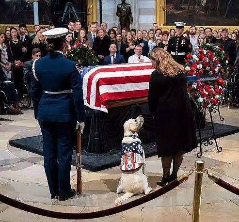 3年前老布什葬礼上，一只拉布拉多趴在灵柩前不肯离去，后来怎样 - 19