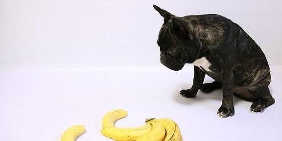 请狗狗吃香蕉，你需要担心的并不是中毒，而是狗狗吃得太多会变胖 - 5