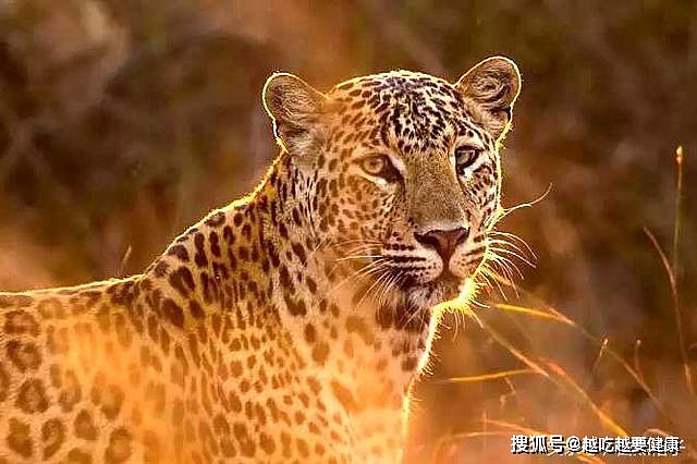 7种大型猫科动物颜值排名：狮子第7，猎豹第5，第2和第1常有争议 - 3