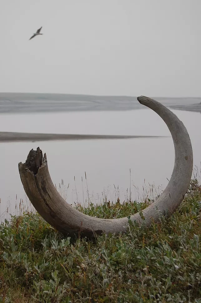 mammoth-tusk-on-logata-river-bank.webp