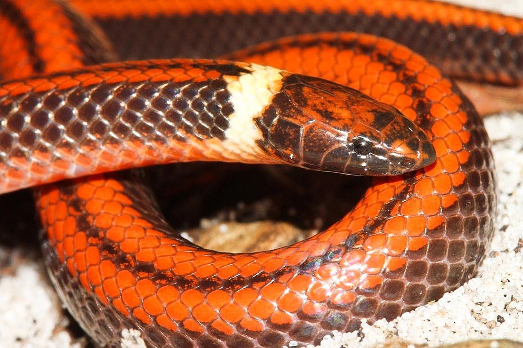 巴拉圭发现一种新蛇种：此前科学界对此一无所知 - 1