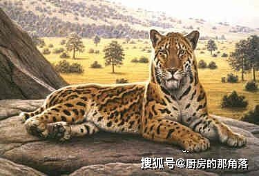 中国境内生活过的七种老虎，祖先都是中华古猫，华北虎最可惜 - 2