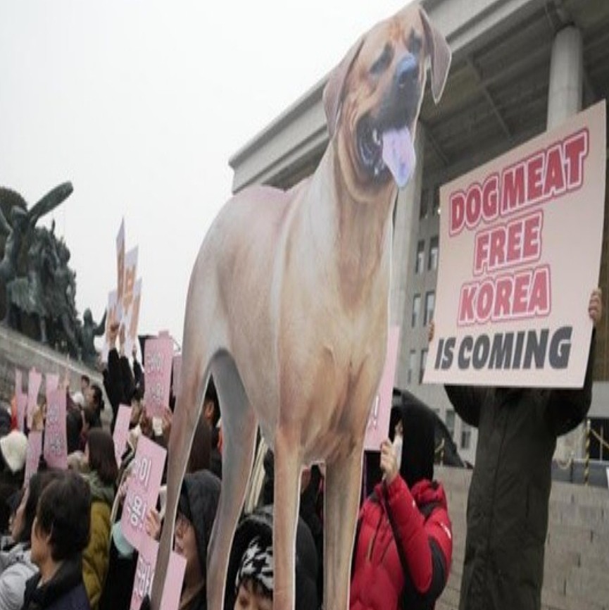 KR DOG有救咯！韩国禁食狗肉法正式实施：个人屠宰狗肉将被监禁3年 - 1