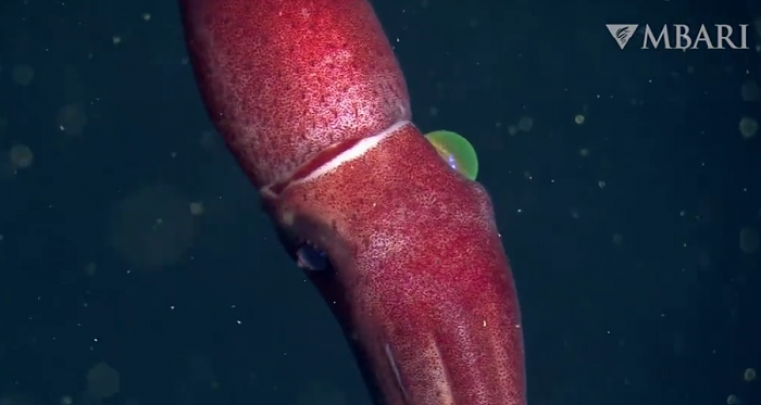 美国加州725米深海现“草莓乌贼”：浑身通红、两眼差异巨大 - 1