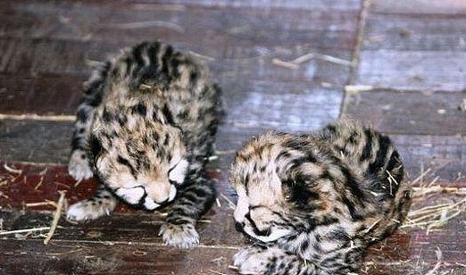 这种猫科动物是猎豹的罕见变异，人类送了它一个霸气名字：王猎豹 - 6