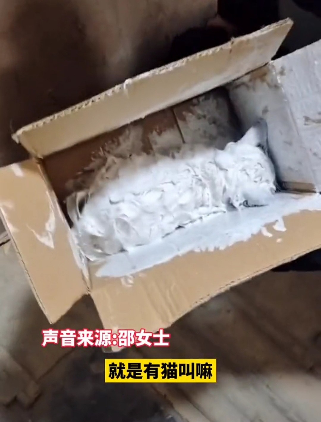 杭州：2个月的布偶猫被丢弃在垃圾站，身上涂满腻子，看得人心疼 - 1