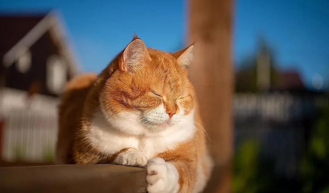 即使你阅猫无数，见到这只橘猫也会心动，真的太美了 - 22