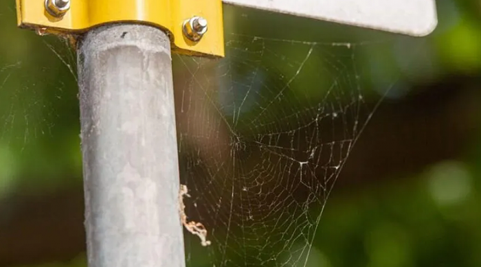 科学家：蜘蛛网或可帮助人们追踪空气中的微塑料含量 - 1