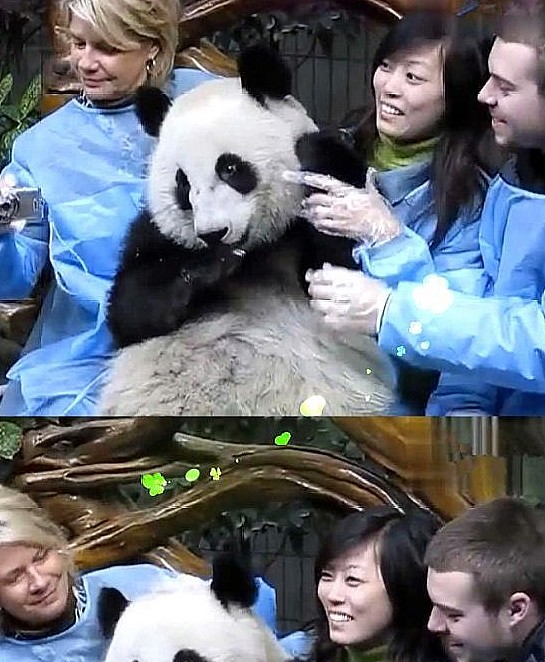 外国友人只是想和熊猫拍个“亲密照”，没想到却被它拒绝了 - 3