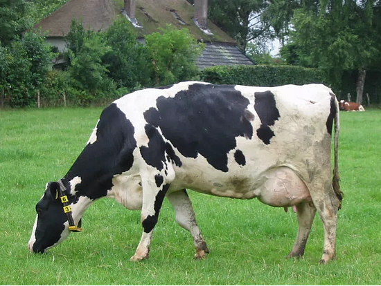 MilKey： 帮助牧场主饲养健康奶牛的新技术 - 1