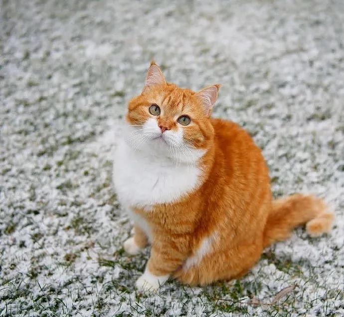 大橘被收养后逆袭成网红猫，被网友称为“梦中情猫”，吸粉无数 - 15