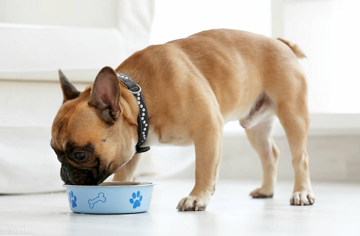 宠物托运知识|狗狗的五种常见呕吐情况，以及处理方法~ - 2