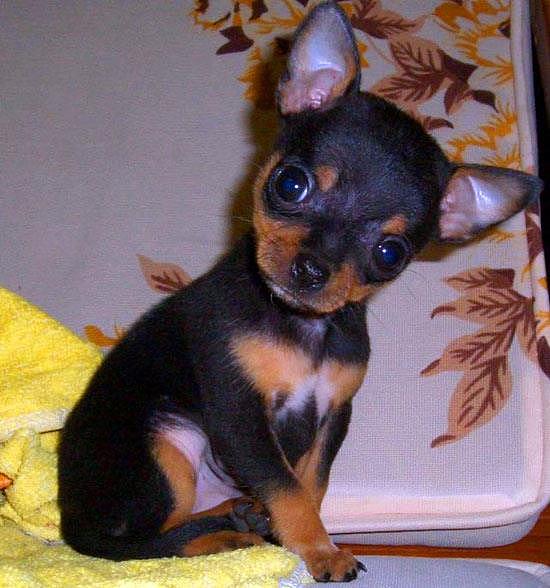 世界上最小的狗品种，吉娃娃只有9.65公分高重500公克 - 5