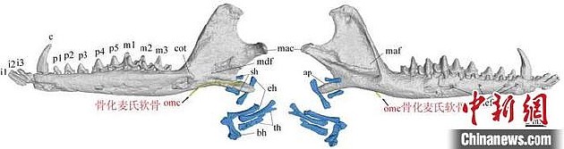 传夔兽右侧下颌，黄色为骨化麦氏软骨，蓝色为舌骨。　王海冰 供图