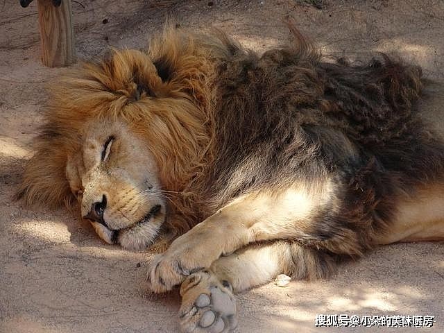 天天大睡20个小时的狮子真的很无趣？动物学家现在不这么认为了 - 1