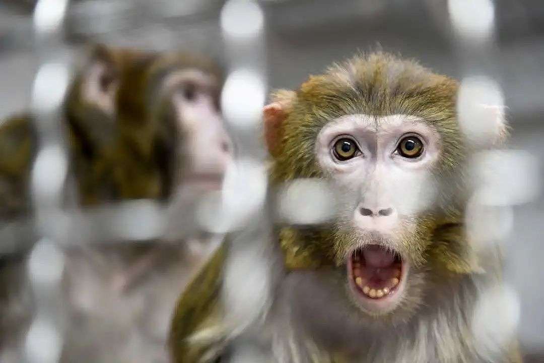 马斯克公司回应残忍虐猴，动物实验什么时候是个头？ - 8