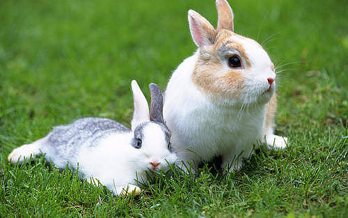 养宠经验：兔子饲料价格多少 - 4