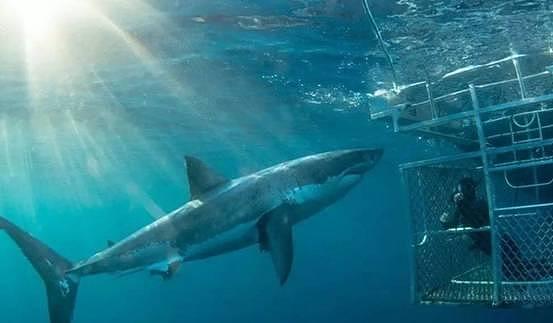 “巨齿鲨”还活着？夏威夷海域发现一条巨型鲨鱼，实在是太大了 - 5