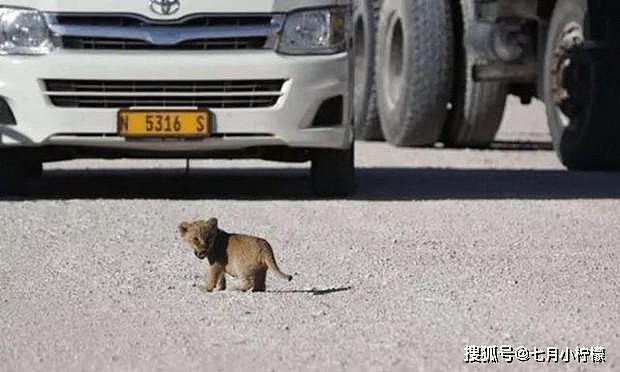 小狮子脾气大，马路上跟汽车对吼，狮子妈妈看不下去，一口叼走！ - 3