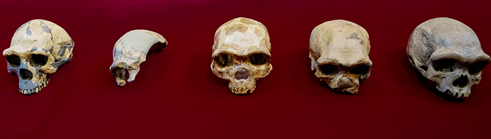 新发现的“龙人”物种Homo longi可能是我们的近亲 - 1