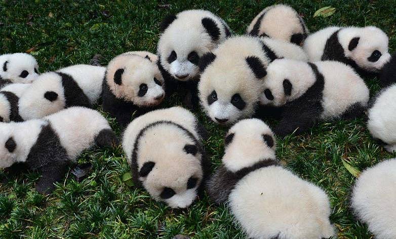 25只小熊猫表演“熊猫瘫”，它却意外上演摔跤，网友：成功抢镜！ - 5