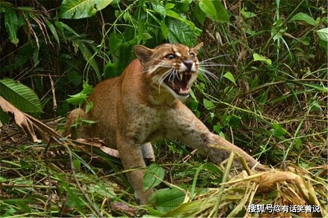 亚洲金猫捕杀野猪不成问题，有人相信带着猫毛，老虎都不敢靠近 - 5